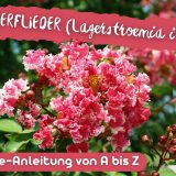 Indianerflieder (Lagerstroemia indica)