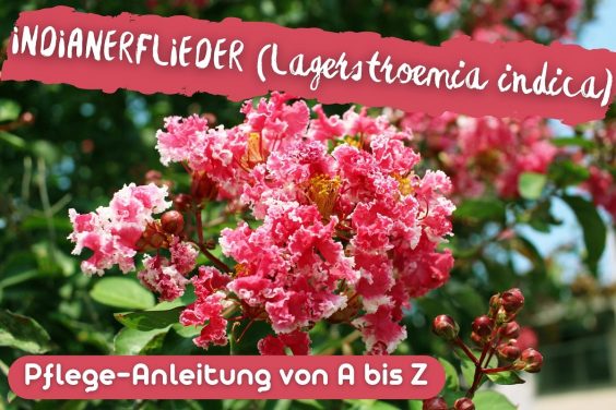 Indianerflieder (Lagerstroemia indica)