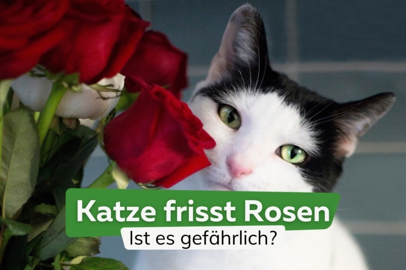 Katze frisst Rosen: sind Rosen für Katzen giftig?