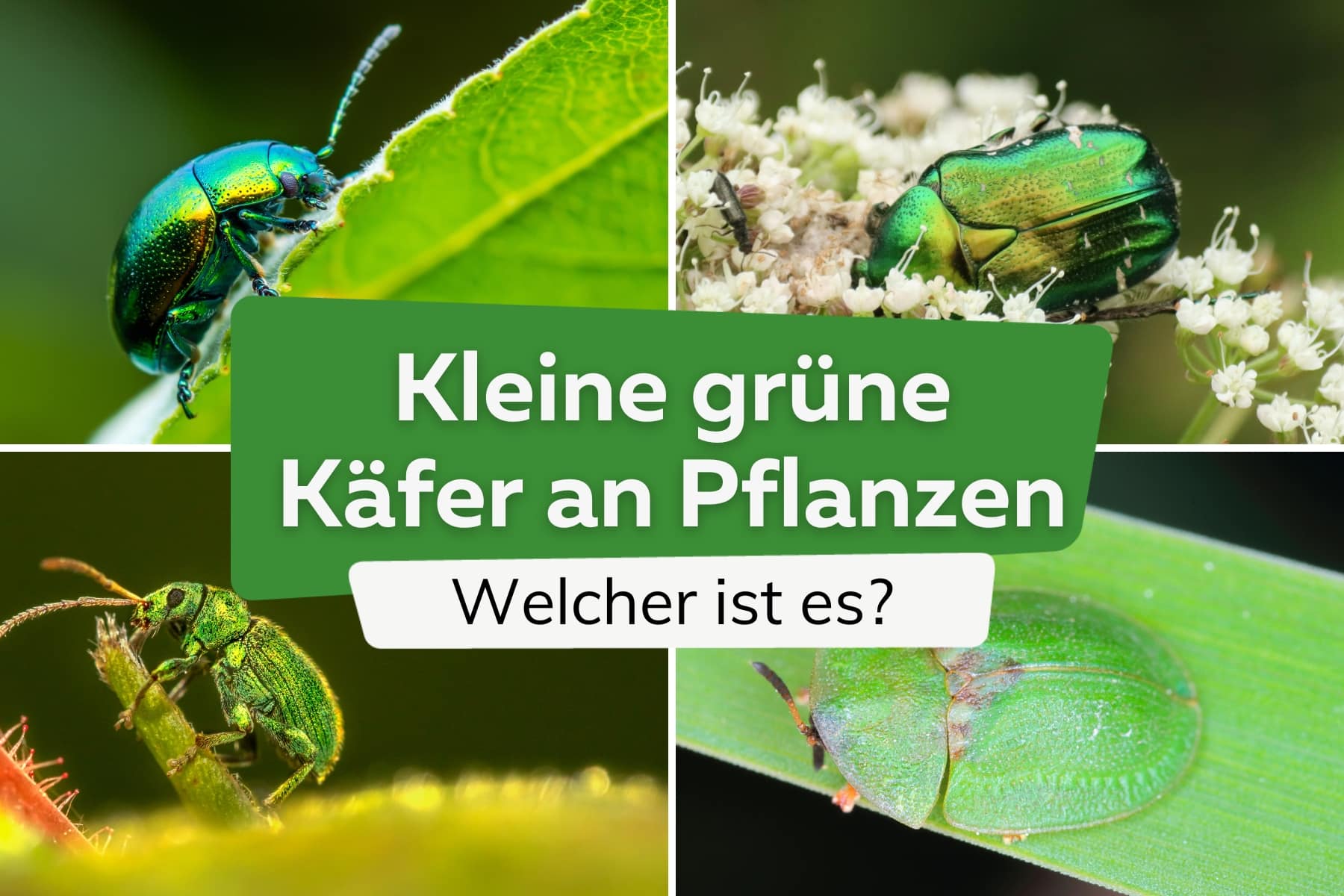 Kleine grüne Tiere/Käfer an Pflanzen: was tun?