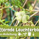 Kletternde Leuchterblume (Ceropegia sandersonii)