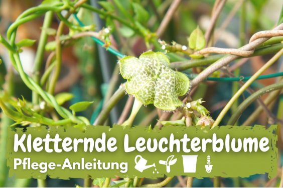 Kletternde Leuchterblume (Ceropegia sandersonii)