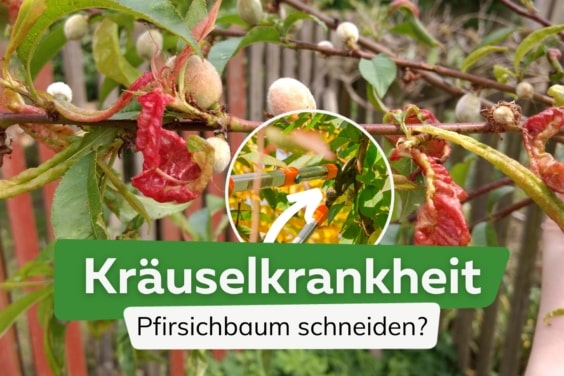 Pfirsichbaum schneiden bei Kräuselkrankheit?