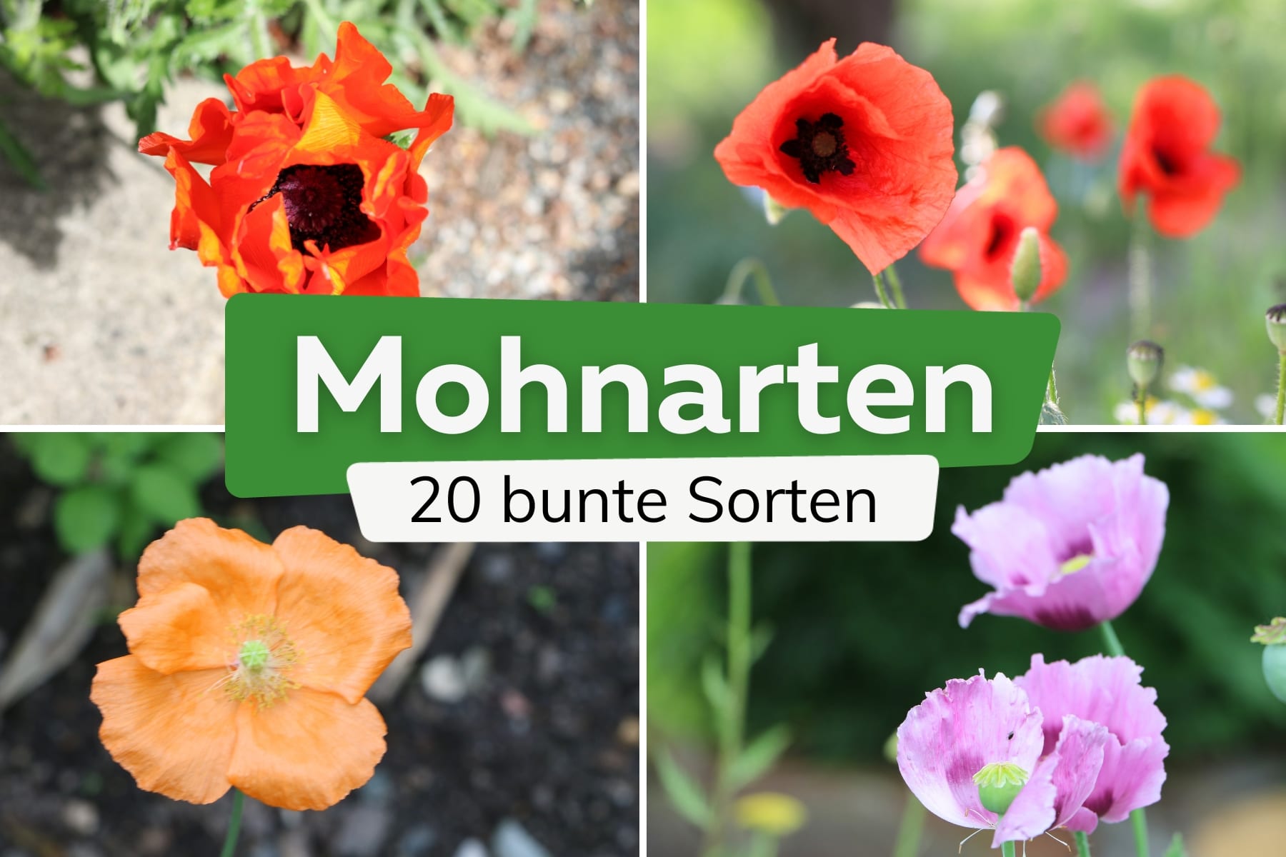 20 Mohnarten: bunte Vielfalt der Mohnblume