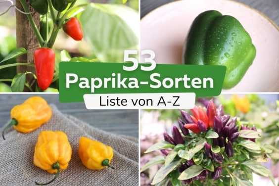 53 Paprikasorten: Liste von A-Z | Gemüsepaprika & Co