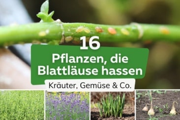 16 Pflanzen, die Blattläuse nicht mögen