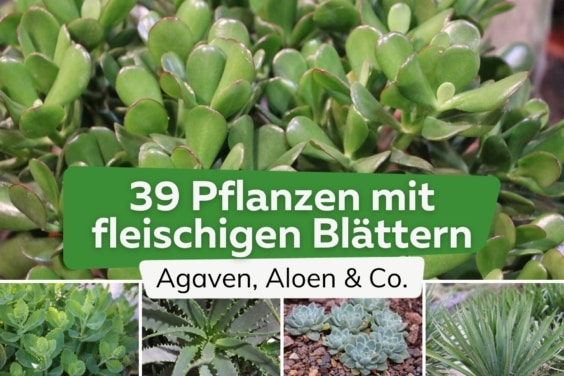 39 Pflanzen mit fleischigen Blättern von A-Z