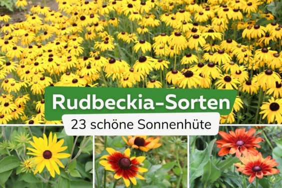 Rudbeckia: 23 winterharte Sorten von A-Z