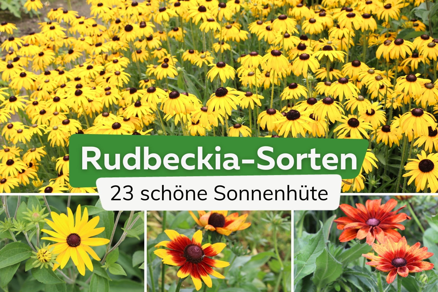 Rudbeckia: 23 winterharte Sorten von A-Z