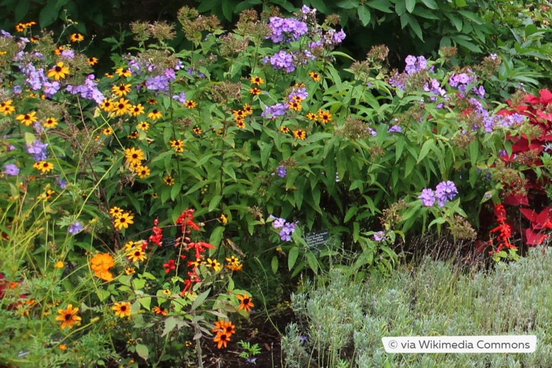 Rudbeckia triloba 'Prairie Glow'