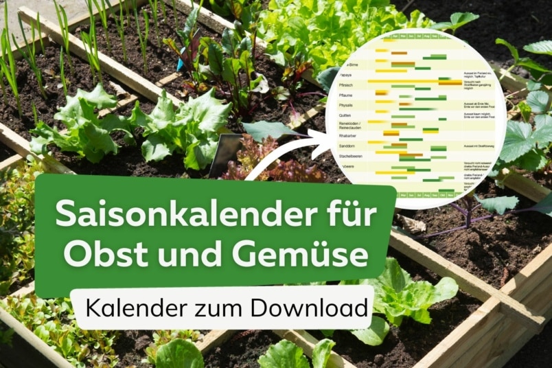 Saisonkalender für Obst und Gemüse