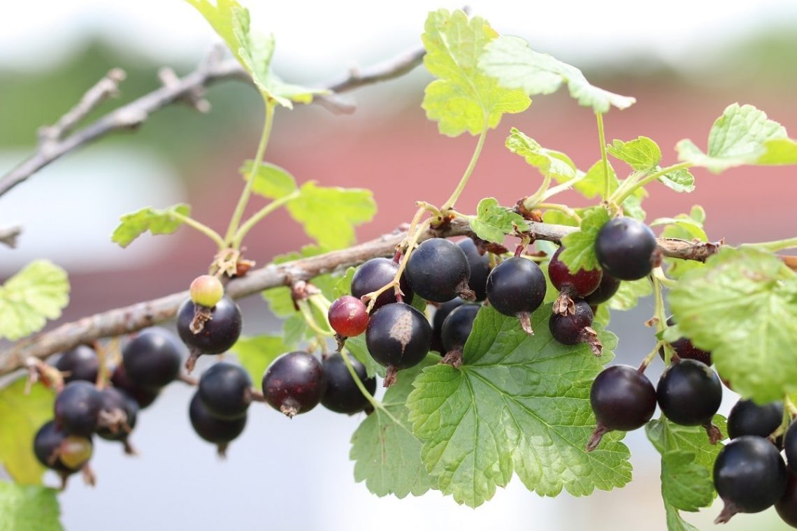 Schwarze Johannisbeere (Ribes nigrum)