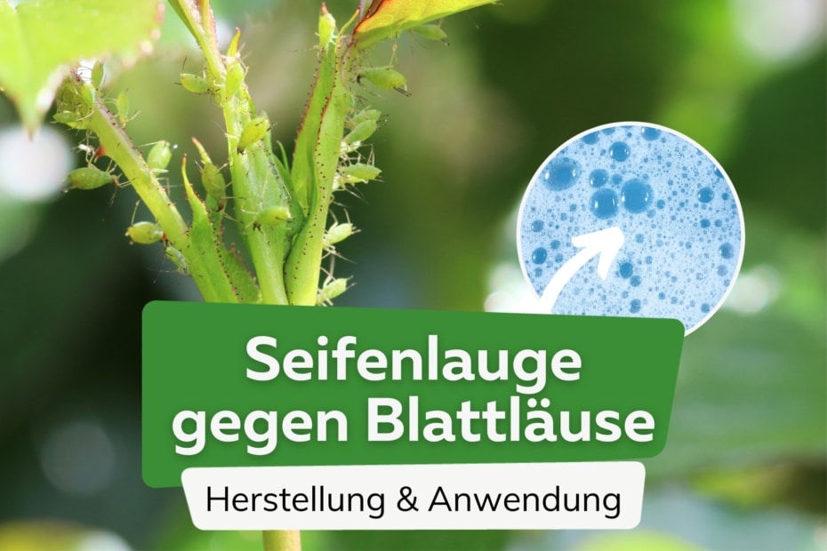 Ist Backpulver/Natron schädlich für Pflanzen?