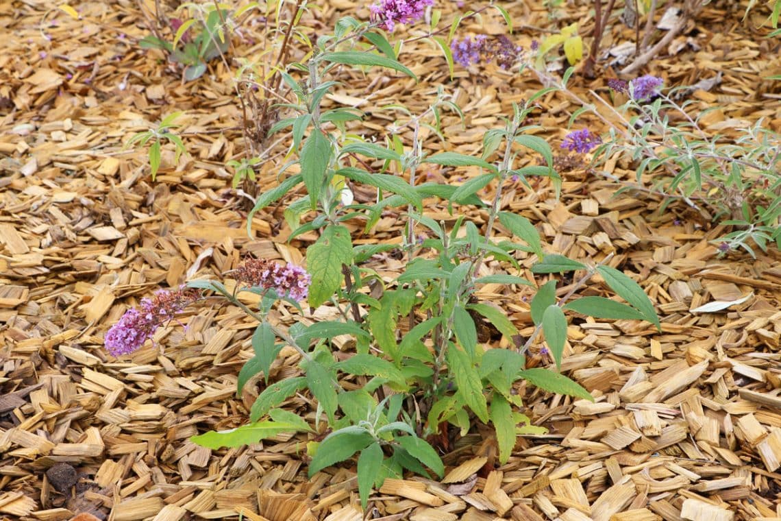 Sommerflieder mit Mulchschicht