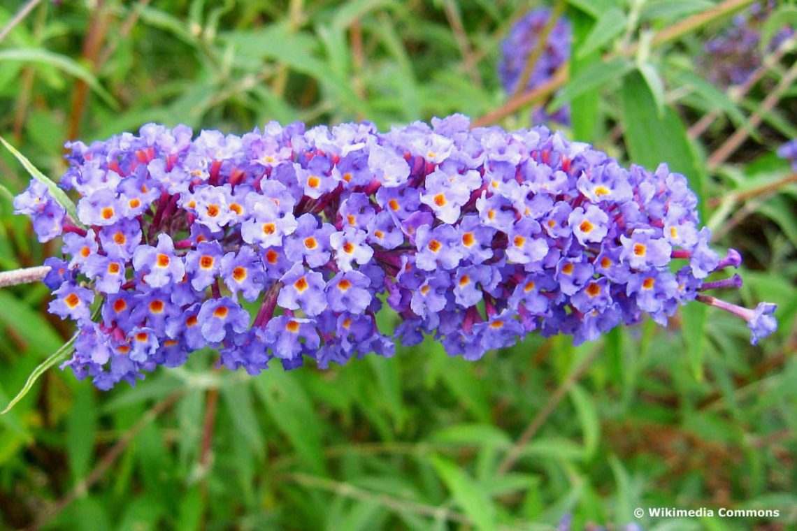 Sommerflieder (Buddleja davidii) 'Nanho Blue'