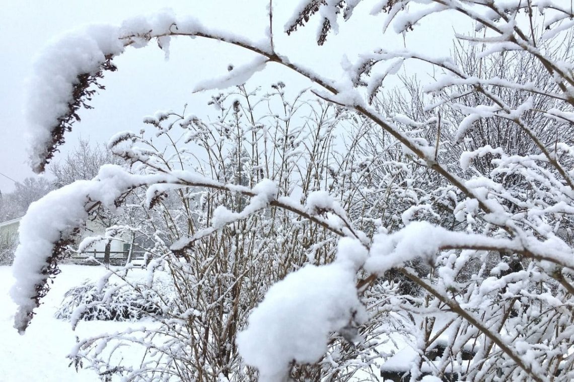 Schneebedeckter Sommerflieder im Winter