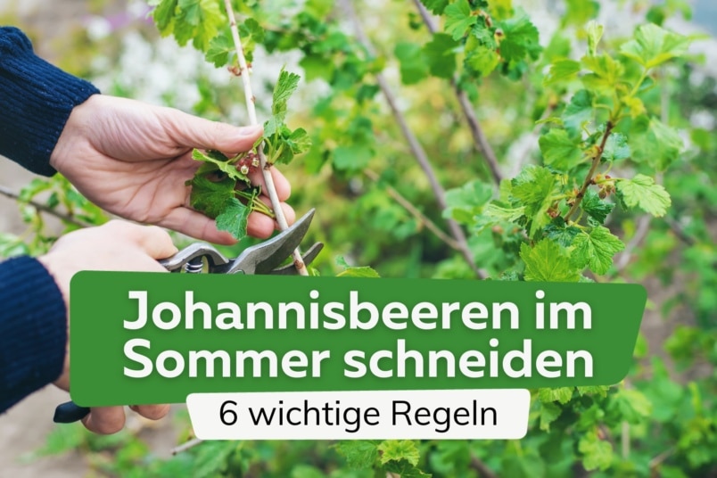 Sommerschnitt bei Johannisbeeren: die 6 Regeln