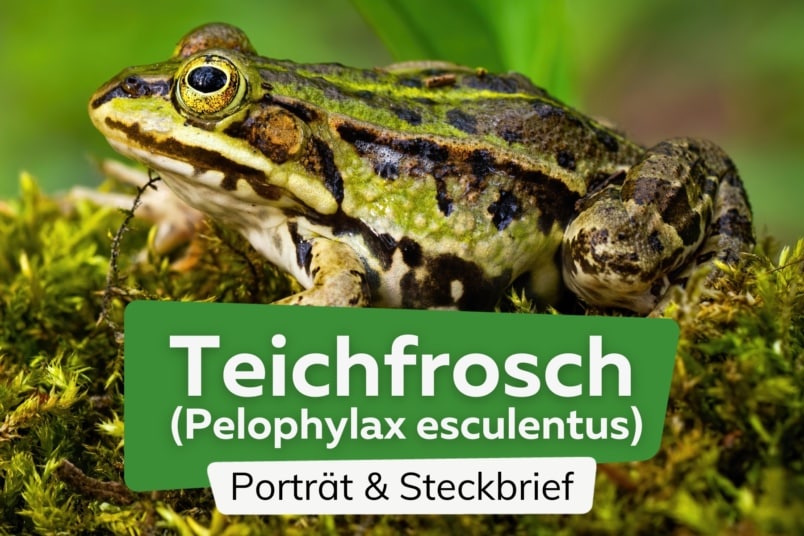 Teichfrosch: Steckbrief, Merkmale und Lebensraum