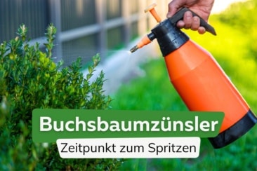 Wann sollte man gegen den Buchsbaumzünsler spritzen?