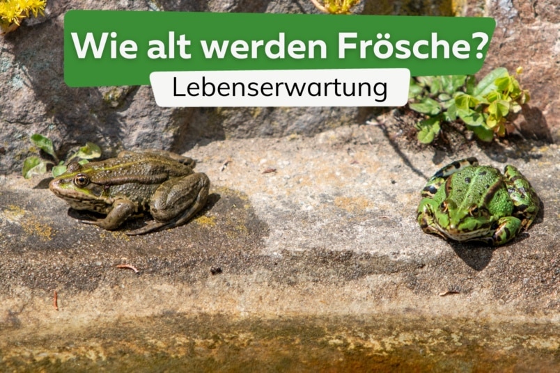 Wie alt werden Frösche? | So lange leben sie