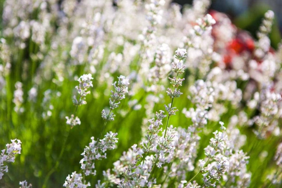 Alba (Lavandula angustifolia)