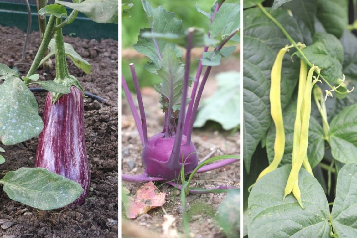 Aubergine, Radieschen und Bohnen