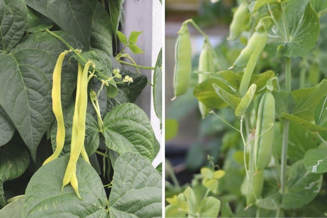 Schlechte Nachbarn für Knoblauch - Bohnen (Phaseolus vulgaris) und Erbsen (Pisum sativum)