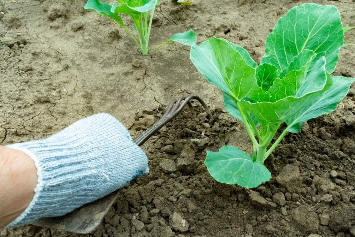 Erde mit Grabegabel auflockern