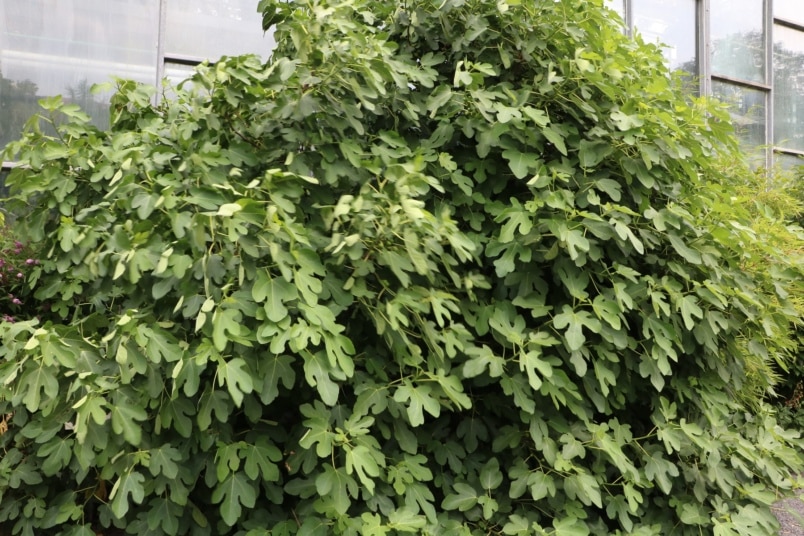 Feigenbaum (Ficus carica)