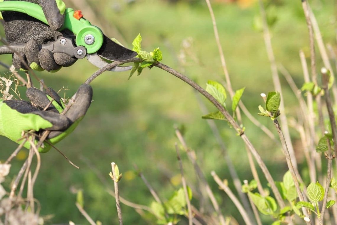 Hortensien im Frühjahr über erster Knospe schneiden