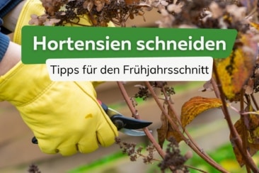 Hortensien im Frühjahr schneiden