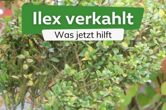 Ilex verkahlt: so reagieren Sie richtig