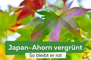 Roter Japanischer Ahorn wird grün: was jetzt hilft