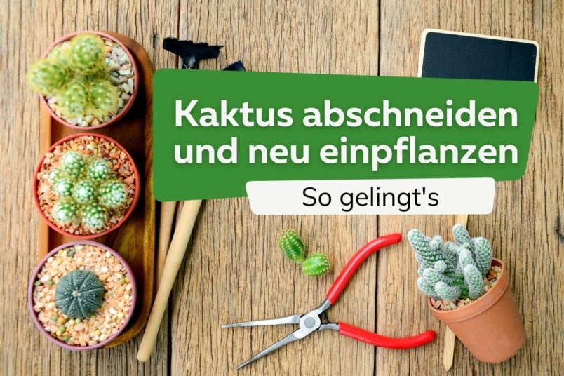 Kaktus abschneiden und neu einpflanzen: so gelingt's