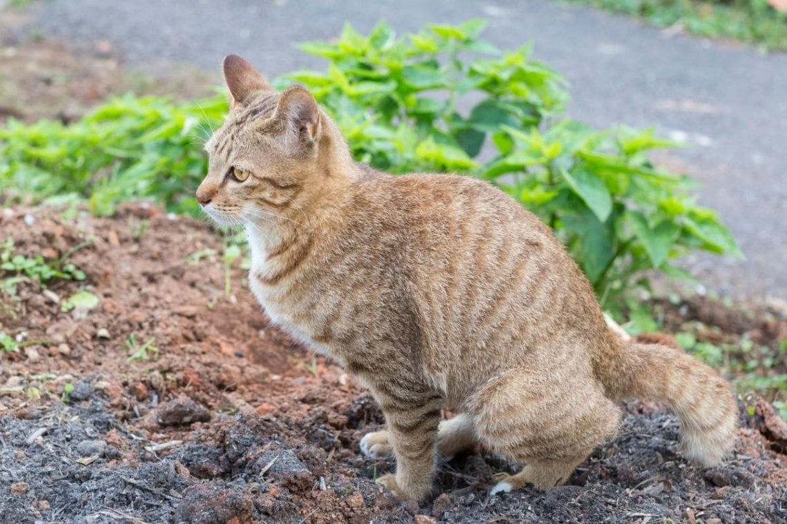 Katze kackt in Garten