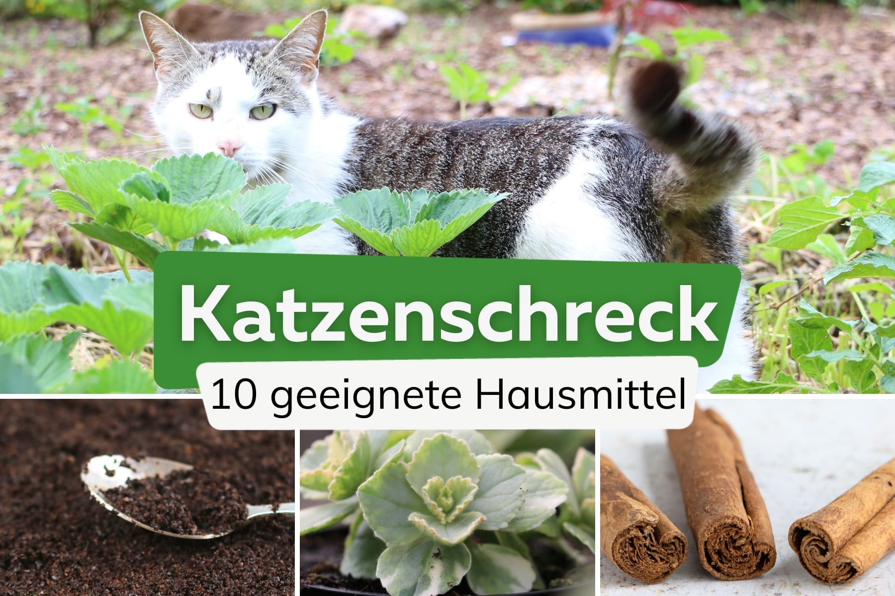 Katzenschreck im Garten: Essig, Zimt & Co. | 10 Hausmittel