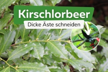 Kirschlorbeer: dicke Äste richtig schneiden