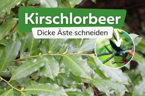 Kirschlorbeer: dicke Äste richtig schneiden