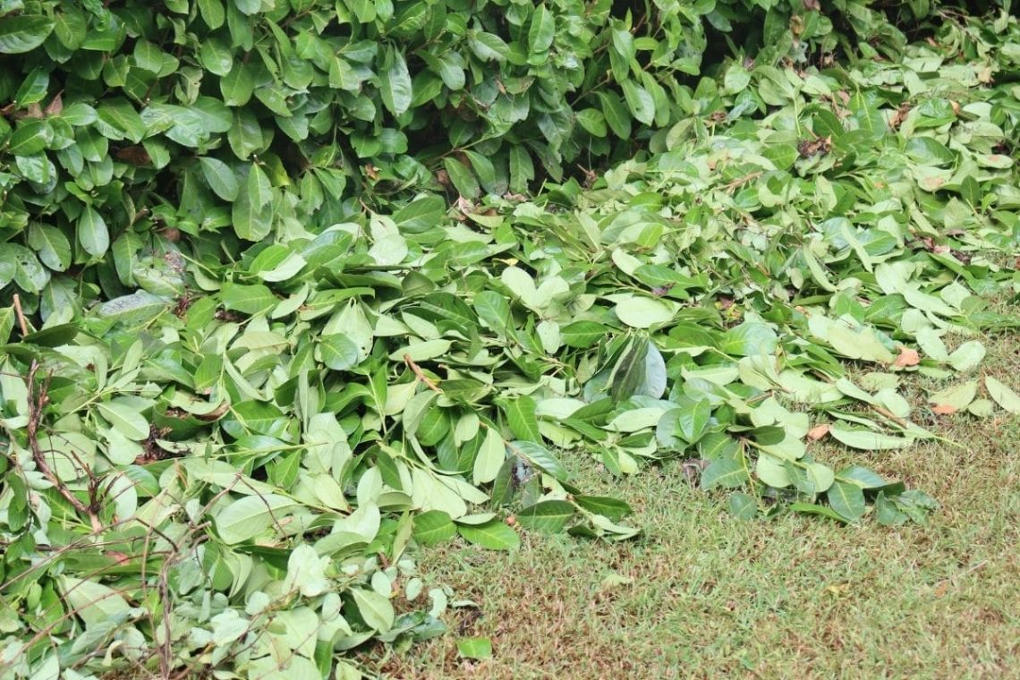 Laub vor frisch geschnittener Kirschlorbeerhecke