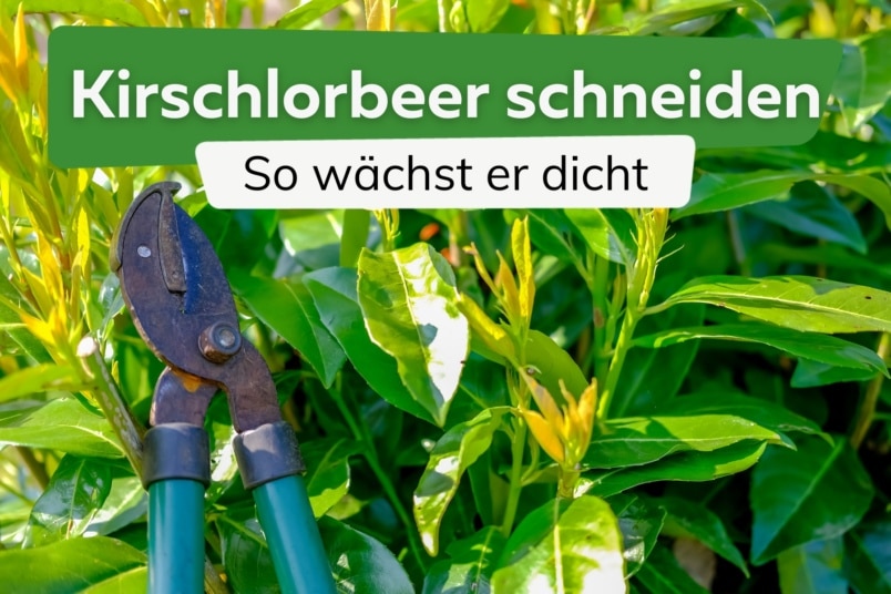 Kirschlorbeer schneiden, damit er dicht wird