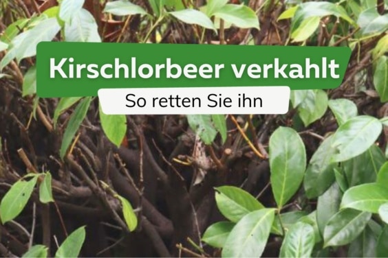 Kirschlorbeer verkahlt von innen: was tun?