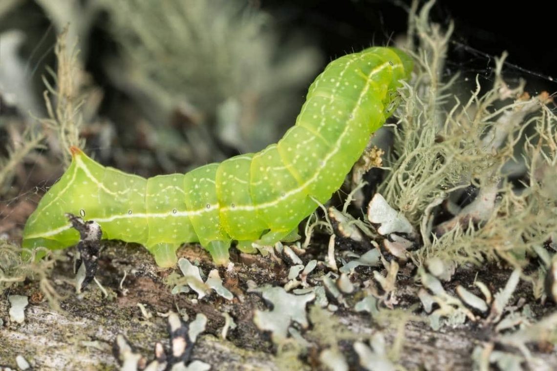 Kleiner Frostspanner (Operophtera brumata)