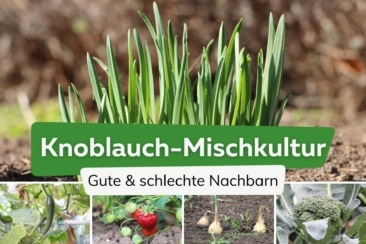 Knoblauch: 22 gute und schlechte Nachbarn