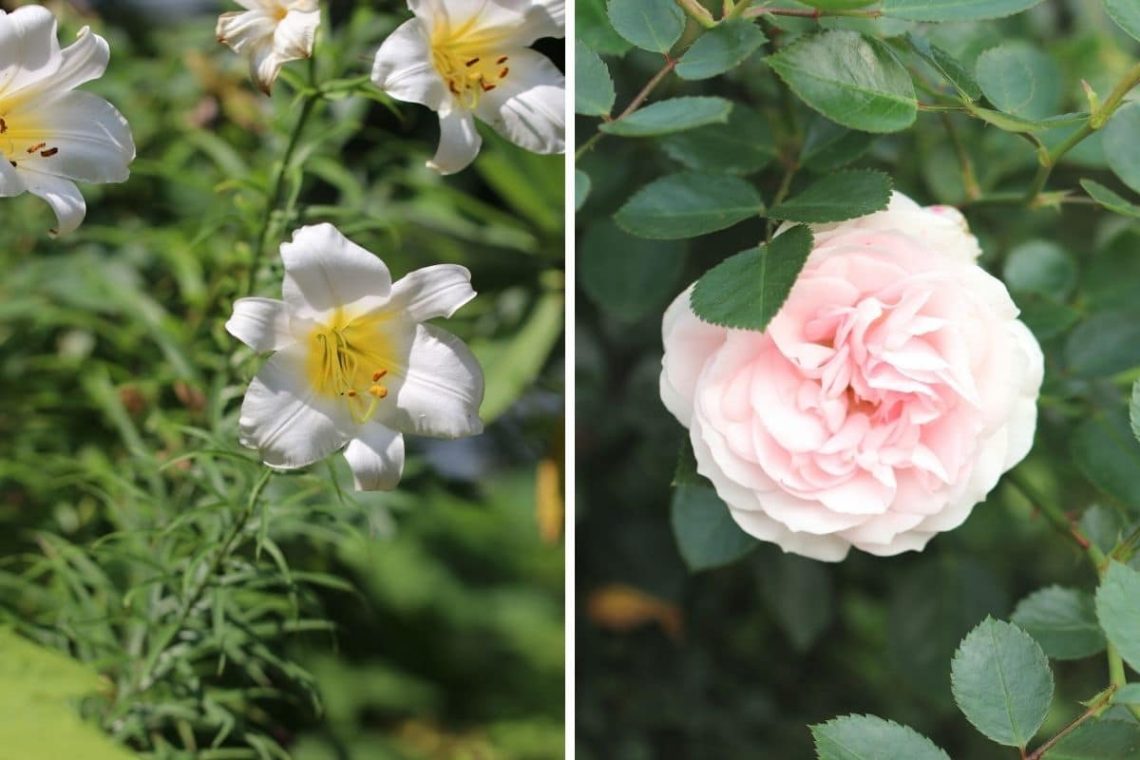 Königslilie (Lilium regale) und Rose 'Aspirin'.