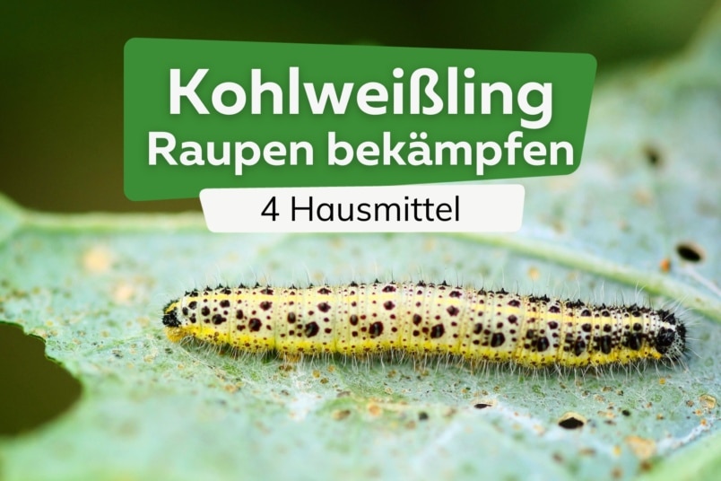 Kohlweißling-Raupe bekämpfen: 4 Hausmittel