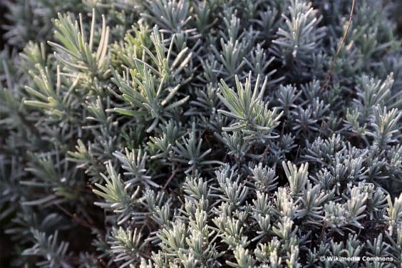 Winterharter Lavendel 18 LavendelSorten