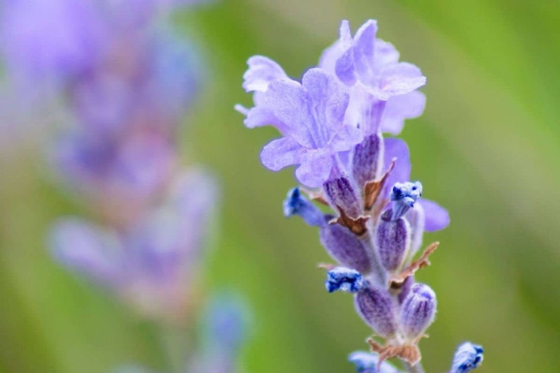 Lavendel Blue Ice