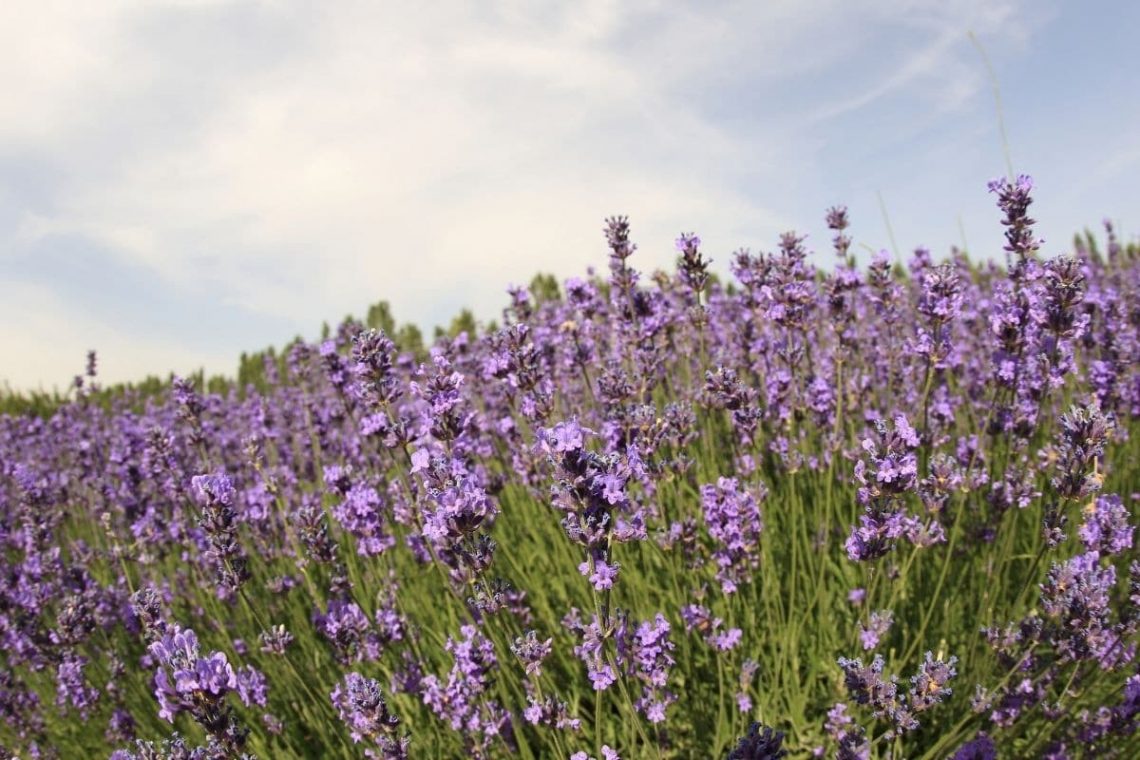 Lavendel Blue Scent