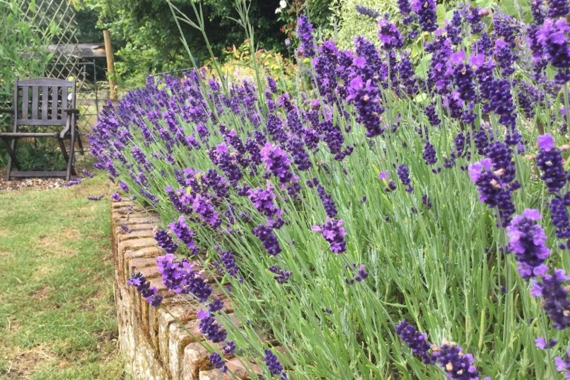 Lavendel Hidcote Blue