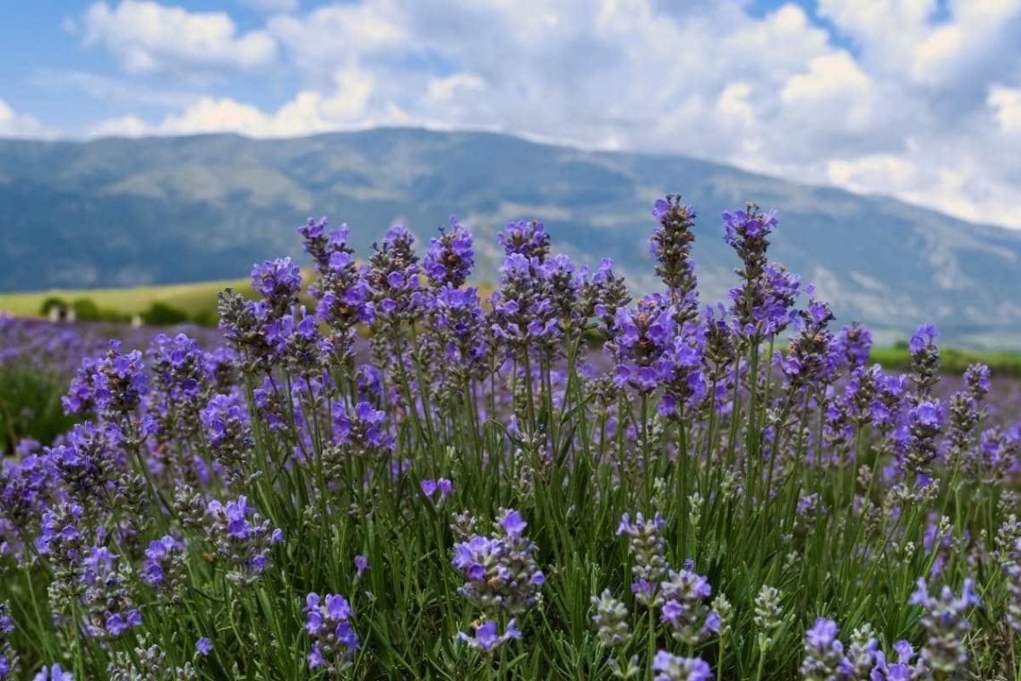 Lavendel Jamlitz